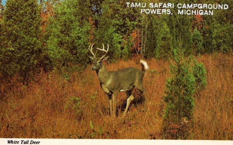 Tamu Safari Campground - Vintage Postcard